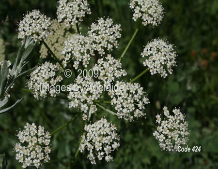 Close-up of Yarrow